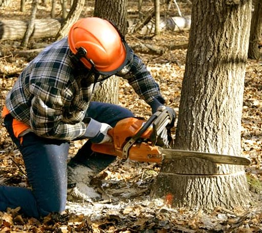 Tree Removal in Plain City, OH
